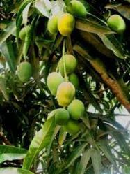 African Mango